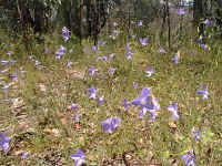 blue Wahlenbergia flowers cover the road side