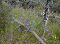 These Wahlenbergias grew in profusion amongst the litter of a fire damaged forest