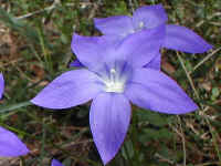 the brilliant blue of the Wahlenbergia species