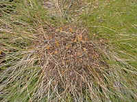 Look closely before you sit on this tuft of grass, ants have raised their nest to keep out of the wet ground