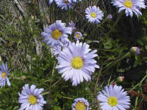 blue daisies and blue Wahlenbergias were flowering in profusion in the early Autumn