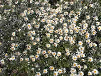 above the tree line, the Brachycome daisies flowered in a carpet mat