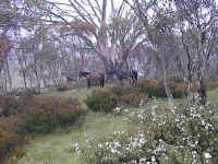 Brumbies graze near O'Keefes hut in the shadow of Jagungal mountain