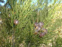 Callitris seeds and foliage contrast to the gum tree foliage