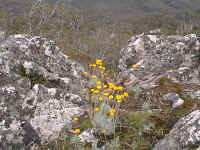 "Billy Buttons" grow in any suitable rocky crevasse