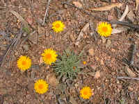 Daisies covered even the bare ground