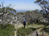 picking our way through the Snow gums we descend Cobberas number 1