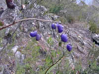the bright purple berries of Dianella tasmanica hang after the summer shower