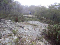 dense lichen grows on the mist shrouded Gog ridge
