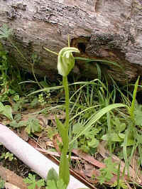 greenhood orchids grew on the wet edges of the track