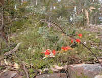 a brilliant splash of color reveals the low Grevillea on the Cathedral