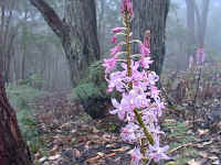 Bright pink orchids cover the forest floor on the walk down from the Cathedral