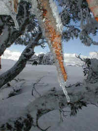 ice stalactites form on the branches as the sun thaws the snow