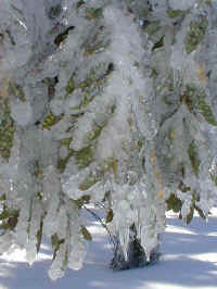 the snow gums were loaded with ice.  It is a wonder that more trees were not broken to the ground