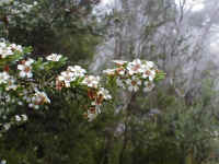 the white Kunzea flower