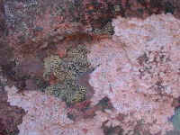 and you must not forget to look at the lichen encrusted rocks