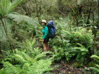 first you must push through the ferns and nettles of Lickhole creek before you climb Mt. Darling