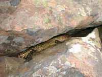 Caught hiding in the rock, this lizard felt quite safe from predators