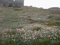 Mountain Brachycome daisies cover the mountains around Kosciuszko