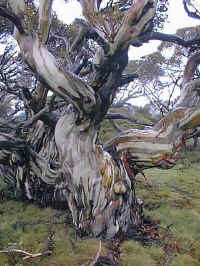 This old snow gum protected many visitors