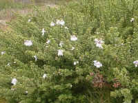 Prostanthera cuneata, the Alpine mint bush wafts a wonderful scent as you brush around it