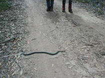 we pass to let the snake pass ... but it remained motionless for 5 minutes waiting for us