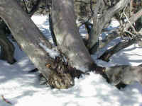 snow falls around the trunks of the Alpine trees