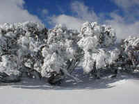 Snow gums withstand the icy blasts of high plain wind