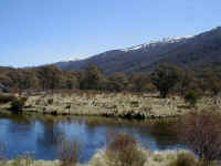 from the Thredbo Diggings picnic ground the snowy summits seem far away