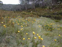the grass plains of Mt Buffalo are full of daisies in summer