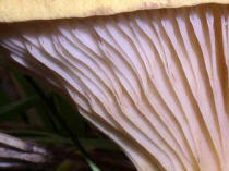 look closely at the fungus you see .. the fine detail is fascinating