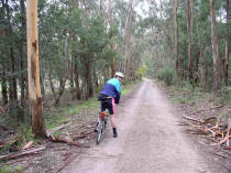 tall forest trees would have filled the whole of the yarra valley .. they remain beside the rail trail