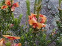 The "Showy Parrot Pea" flashed a contrasting colour to the wet grey rocks