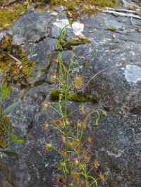 in the moist gully of the Gorge you will find the tall sundew
