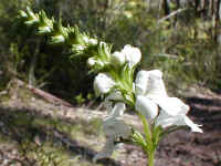 The "Eyebright" is a root parasite that grows on the lower forest of the plateau