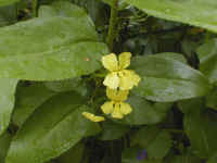 Goodenia ovata splashed a brilliant yellow along the burnt creek leading the Beehive falls