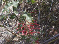 Grevillea aquifolium is a popular garden plant in Melbourne