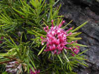 Grevillea confertifolia is aptly called the "Raspberry Grevillea"