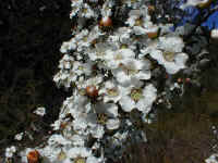 Leptospermum nitidum or the Shiny tea tree produces masses of white flowers