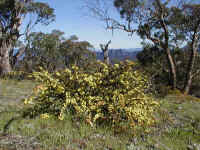 Acacia cuneata blocks our view to the Serra Range in the West