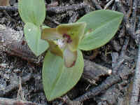 in the leave litter of the lower forest we found the Bird orchid "Chiloglottis valida"