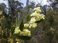 in early spring the Acacia Myrtifolia is one of the brightest .. and softest .. wattles