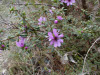along the creek valleys the showy Bauera sessiliflora reveal the semi-permanent water sources