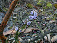 early in spring the Hovea linearis asserts its bright mauve colour from the forest floor