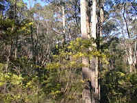 Tall Eucalylyptus and Acacia grow profusely in the wetter parts of the sandstone gullys