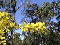 Bright clusters of the yellow Acacia verticillata