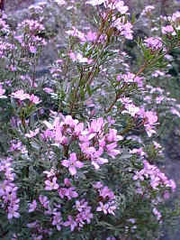 not all boronias are scented, this boronia has a feathery leaflet