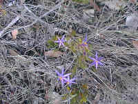 The papery bright stars of the low growing Blue Tinsel lily