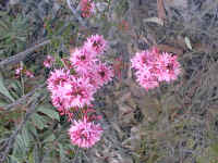 prominent stamens and the bright pink petals of the Calytrix make it easy to spot