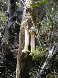 Correas grow in the moist parts of the sandstone bluffs.  Their colours range from green to red